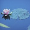 giverny